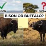 bison or buffalo
