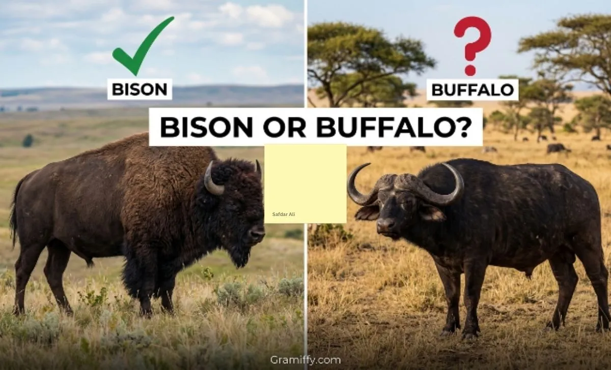 bison or buffalo